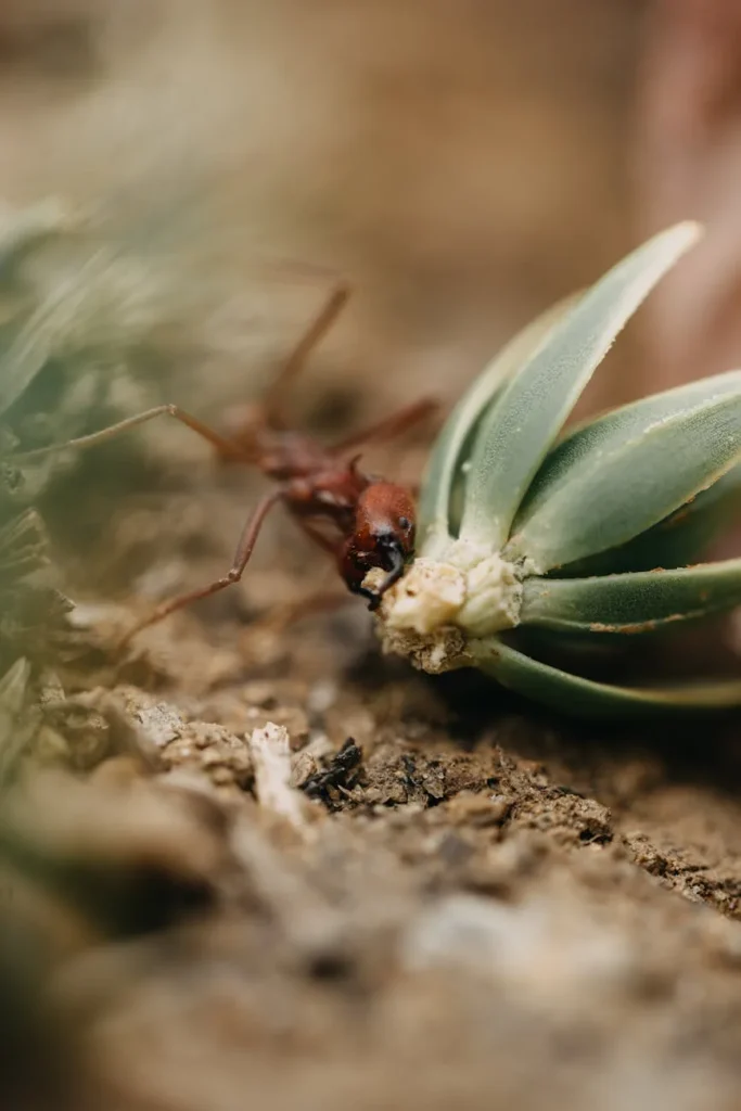 Quite seu empréstimo antes do prazo