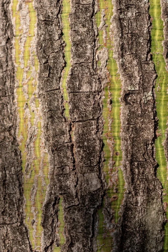 Garanta o cartão ideal em minas gerais online